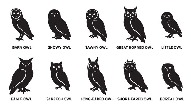 Minimalist owl silhouette icons, set of 10 bird species vector illustrations, black barn and eagle owl graphics for nature branding and educational design isolated on White Background