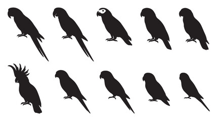 Parrot silhouette collection, 10 tropical bird vector icons, black macaw and cockatoo shapes, exotic avian wildlife silhouettes for logo design isolated on White Background © Ali