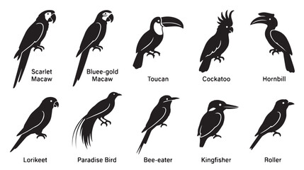 Tropical bird silhouette icons, set of 10 exotic avian species vectors, black macaw and toucan wildlife symbols for nature branding isolated on White Background © Ali