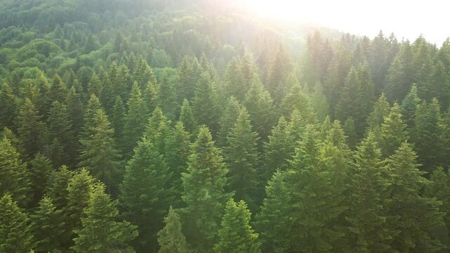 Aerial view of lush green pine forest with sunlight rays