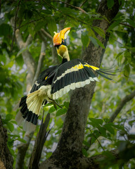 Great Indian Hornbill in flight in beautiful light, Kaziranga, Assam, India © santosh