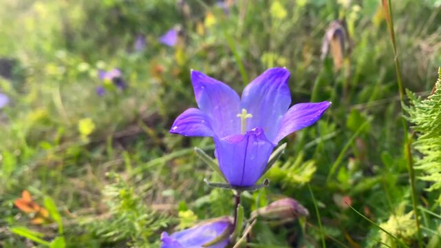 Aucher's bellflower blooming in an alpine meadow near Abudelauri Lakes in Roshka, Georgia, presents Caucasus biodiversity, native mountain flora and seasonal wildflower tourism for nature media.