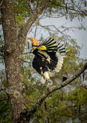 Great Indian Hornbill in flight in beautiful light, Kaziranga, Assam, India © santosh