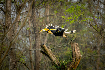 Great Indian Hornbill in flight in beautiful light, Kaziranga, Assam, India © santosh