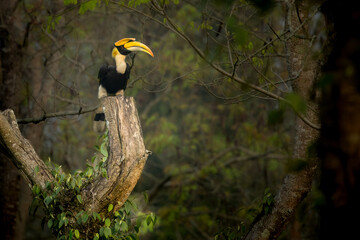 Great Indian Hornbill sitting in beautiful light, Kaziranga, Assam, India © santosh