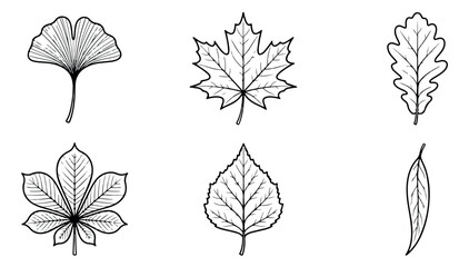 Minimalist leaf line art icons, set of 6 botanical tree leaf sketches, black and white foliage vector illustrations for nature branding © Rehman