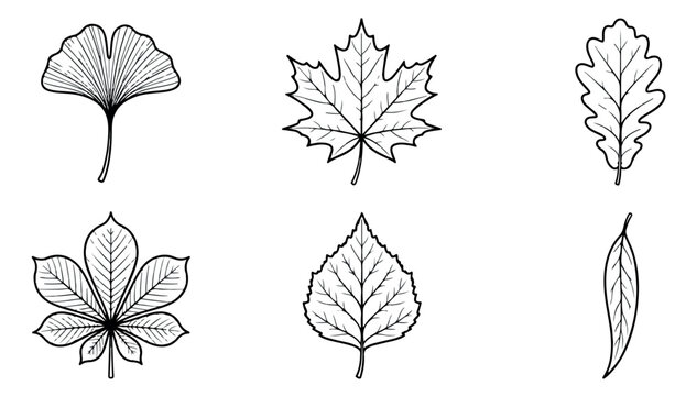Minimalist leaf line art icons, set of 6 botanical tree leaf sketches, black and white foliage vector illustrations for nature branding