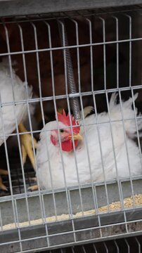 White hens with red combs living inside a metal cage and eating feed