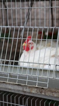 White hens with red combs living inside a metal cage and eating feed