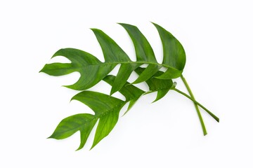 Vibrant Green Leafy Branch on White Background. © Rum