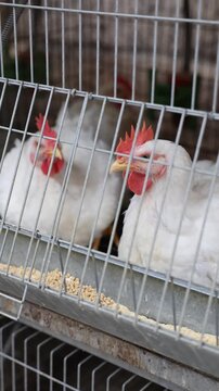 White hens with red combs living inside a metal cage and eating feed
