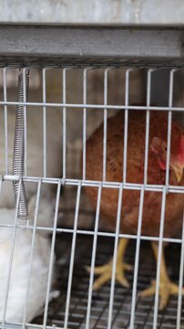 White hens with red combs living inside a metal cage and eating feed