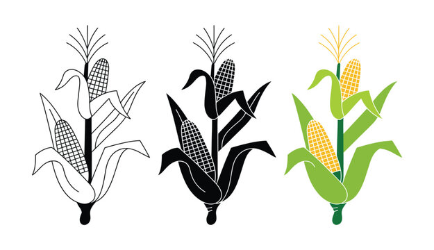 Corn Stalk Trio: A set of three stylized corn stalks, presented in outline, silhouette, and full color, showcasing the agricultural staple in different artistic representations.