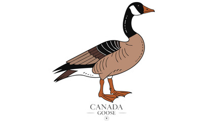 Obraz premium Very beautiful realistic vector illustration of a CANADA GOOSE featuring a bold wildlife label reading 
