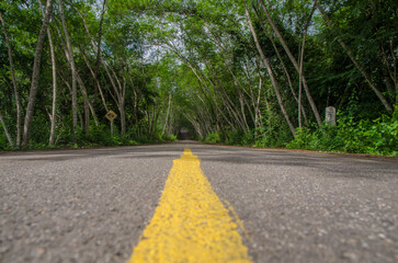 A road through the forest, lined on both sides with tunnels of trees. © Pongsorn