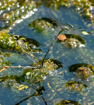 damselflies in the water
