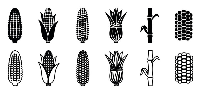 Corn and maize vector illustration set showing multiple ear and cob shapes, peeled and whole corn, and corn stalk segments in black silhouette style for agricultural and botanical design