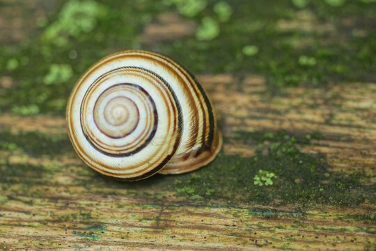 one small snail sits on a gray green wooden board of a table on a summer day street