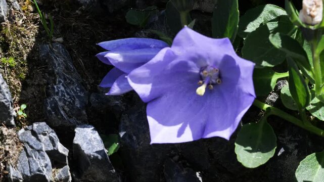 Archduke's bellflower,  Campanula raineri, flowers, blue, on the rocks, mountain, Pizzo Arera, Bergamo, Italy