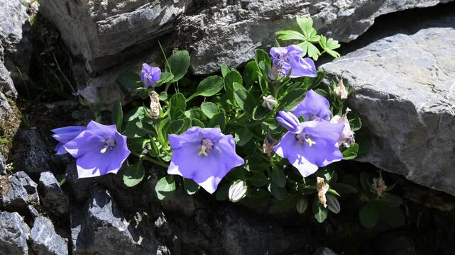 Archduke's bellflower,  Campanula raineri, flowers, blue, on the rocks, mountain, Pizzo Arera, Bergamo, Italy