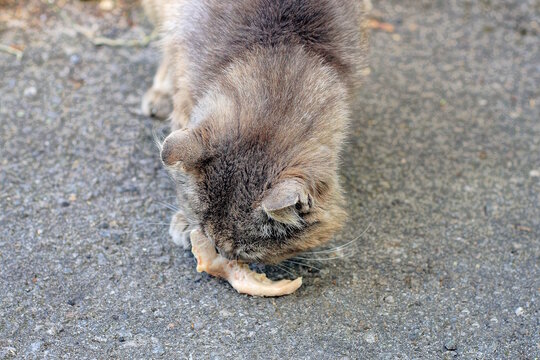 one big gray cat sits on the asphalt in the street and eats white raw meat