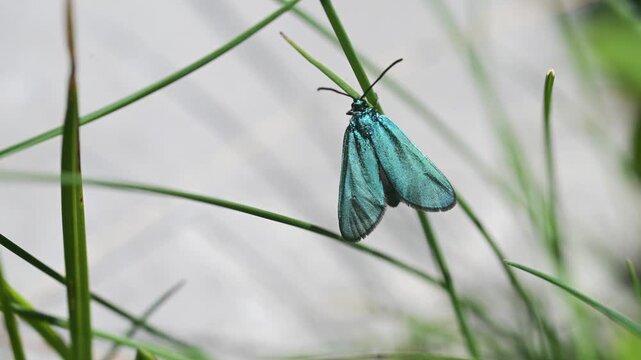 Adscita statices, Procris statices, Forester, Common forester  sitting on meadow campion,  mountain, Pizzo Arera, Bergamo, Italy