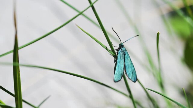 Adscita statices, Procris statices, Forester, Common forester  sitting on meadow campion,  mountain, Pizzo Arera, Bergamo, Italy