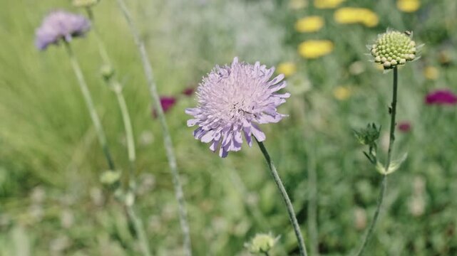 Flowering nature footage. Macro of flowering scabious plant. Purple exotic scabious flower. Natural flower plant. Flora nature. Bright blooming flower in nature. Scabious flower
