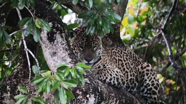 jaguar on a tree  near the river in the Pantanal, Jaguar, Panthera onca, rain, it's raining, Pantanal, Brazil., Tropical forest, rainforest, river, Port Jofre,