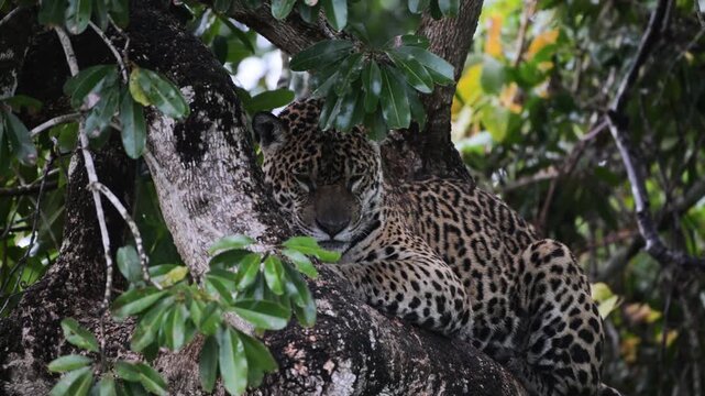 jaguar on a tree  near the river in the Pantanal, Jaguar, Panthera onca, rain, it's raining, Pantanal, Brazil., Tropical forest, rainforest, river, Port Jofre,