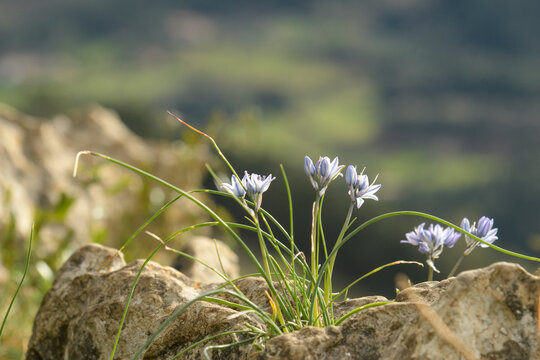 Close-up of Scilla verna among the limestone rocks