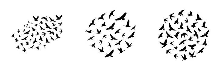 Fototapeta premium Silhouettes of flocks of birds flying in dynamic circular formations isolated on white background for nature and wildlife design projects