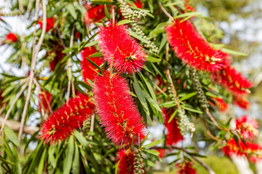 Close-up of Crimson Bottlebrush at University of California Arboretum