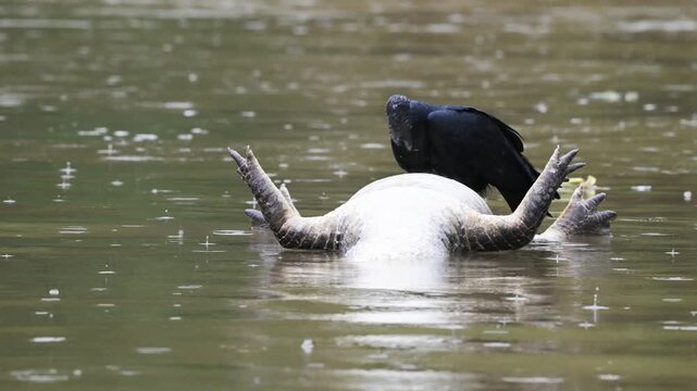  Black vulture eats dead caiman in river while it rains, Coragyps atratus, caiman, Melanosuchus niger, Rio S&atilde;o Louren&ccedil;o, Brazil, dead, death, rain, 