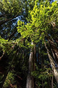 Low angle view of coastal trees