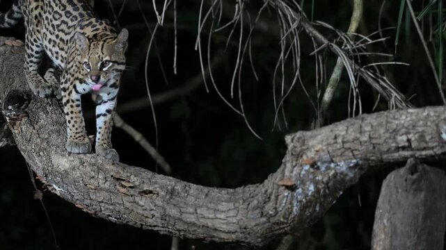 ocelot in the forest,  Leopardus pardalis, walks, rain forest, tropical forest, mammal, in the night, night, dark, Pantanal, Mato Grosso, Mato grosso du Nord, Brasil, rainforest