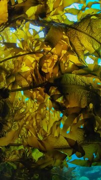 Seaweed forest, 4k, AI generated