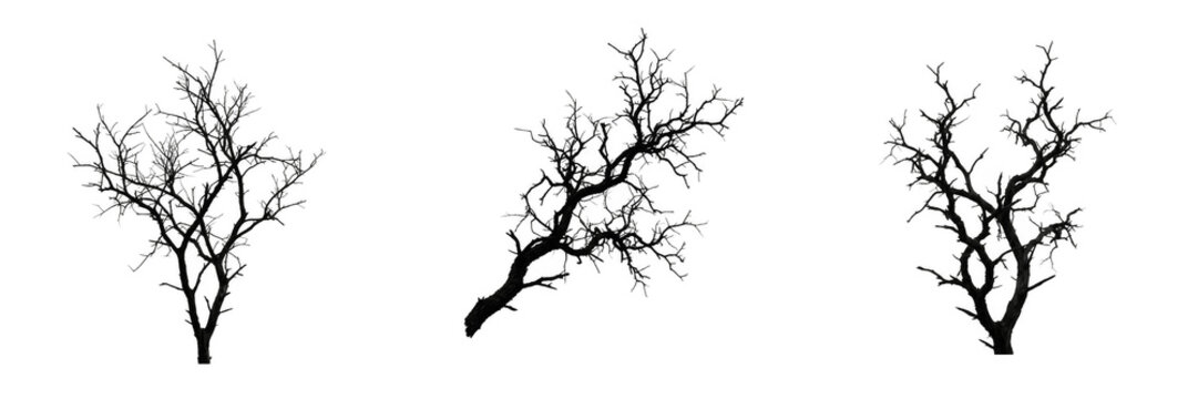 Black dead tree silhouettes with bare branches and crooked trunks isolated on transparent background for creepy halloween landscapes and gothic vector illustrations