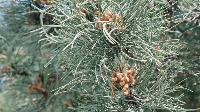Evergreen tree branch and cone. Xmas spruce. Green fir pine twig. Pine cone on branch with needle, footage. Pine tree branch. Needle of the coniferous tree. Pine pollen. Needle tree nature