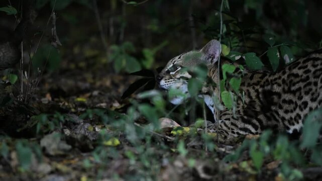 ocelot in the forest,  Leopardus pardalis, walks, rain forest, tropical forest, mammal, in the night, night, dark, Pantanal, Mato Grosso, Mato grosso du Nord, Brasil, rainforest, close up, close-up