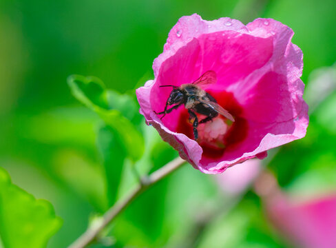 Bumble bee climbing out of a rose of Sharon, or pink hibiscus flower