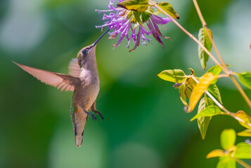Female ruby-throated hummingbird getting nectar from a bee balm flower © Darren Koobs