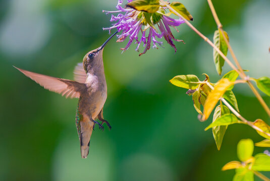 Female ruby-throated hummingbird getting nectar from a bee balm flower
