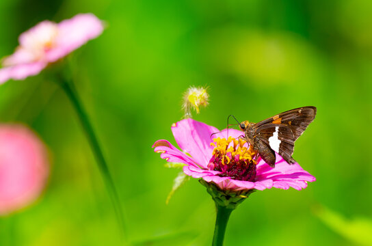 Silver-spotted skipper butterfly getting nectar from a pink zinnia flower