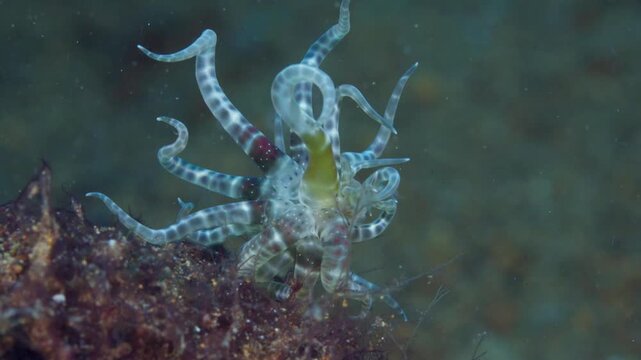 Swimming Sea Anemone (Boloceroides mcmurrichi) moving over geothermal-heated sand in Anilao, Philippines