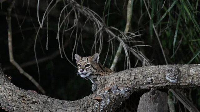 ocelot in the forest, Leopardus pardalis, walks, rain forest, tropical forest, mammal, in the night, night, dark, Pantanal, Mato Grosso, Mato grosso du Nord, Brasil, rainforest,