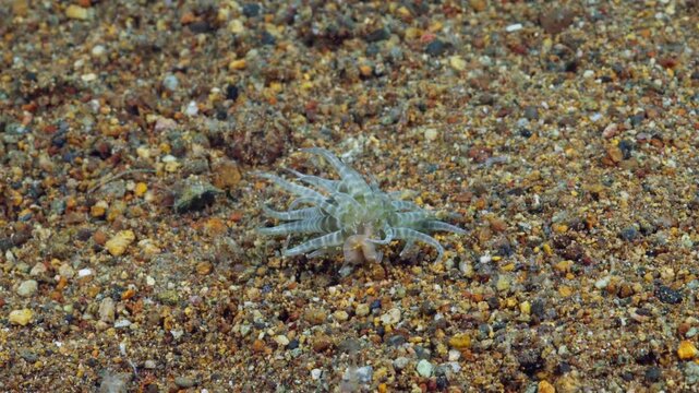 Swimming Sea Anemone (Boloceroides mcmurrichi) moving over geothermal-heated sand in Anilao, Philippines