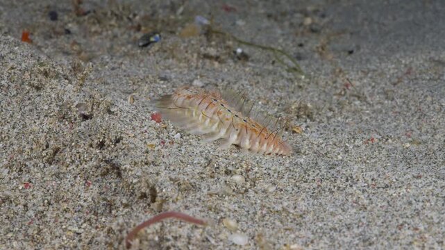 A venomous Fireworm (Chloeia sp.), or Bristleworm walking over the sand in Anilao, Philippines