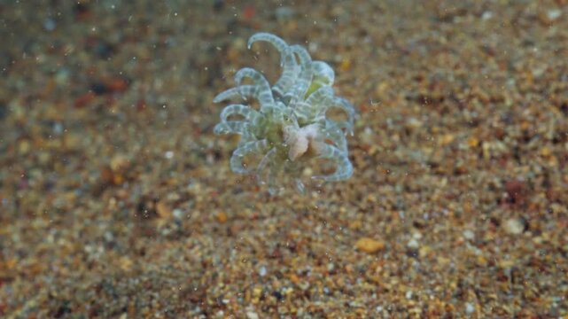 Swimming Sea Anemone (Boloceroides mcmurrichi) moving over geothermal-heated sand in Anilao, Philippines