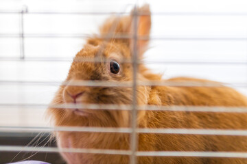 Frontal portrait of a ginger rabbit behind metal cage bars with bright window light for pet...